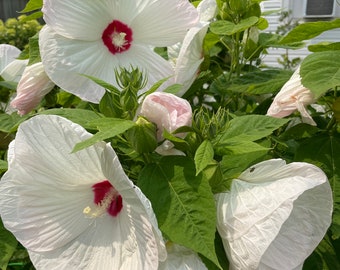 White and Raspberry Hibiscus Seeds, Hardy Hibiscus Perennial Garden Seeds, Organic White Rose Mallow Seeds, Edible Plants, Tea Garden