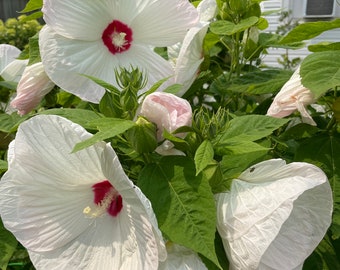 Weiß und Himbeere Hibiskussamen, winterharter Hibiskus Staudengartensamen, organische weiße Rosenmalvensamen, essbare Pflanzen, Teegarten