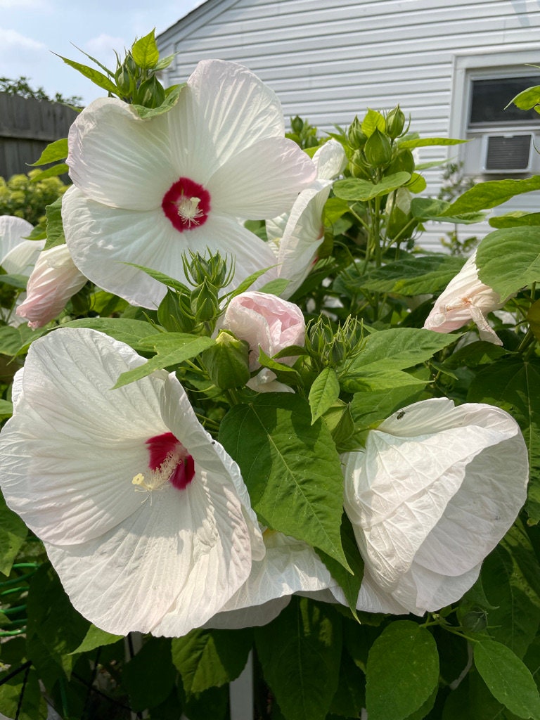 Hardy Hibiscus Organic Seeds – Hudson Valley Seed Company
