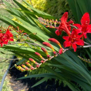 Red Lucifer Crocosmia Flower Seeds, Red Montbretia, Coppertips Seeds, Red Falling Stars Seeds, Red Flaming Tongue Crocosmia Seeds, Perennial