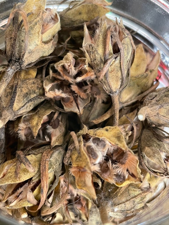 Dried Rose of Sharon Seedpods, Natural Bowl Filler, Organic Home Decor,  Seedpod Vase Filler, Rustic/country Wedding Decor, Wreath Supplies - Etsy