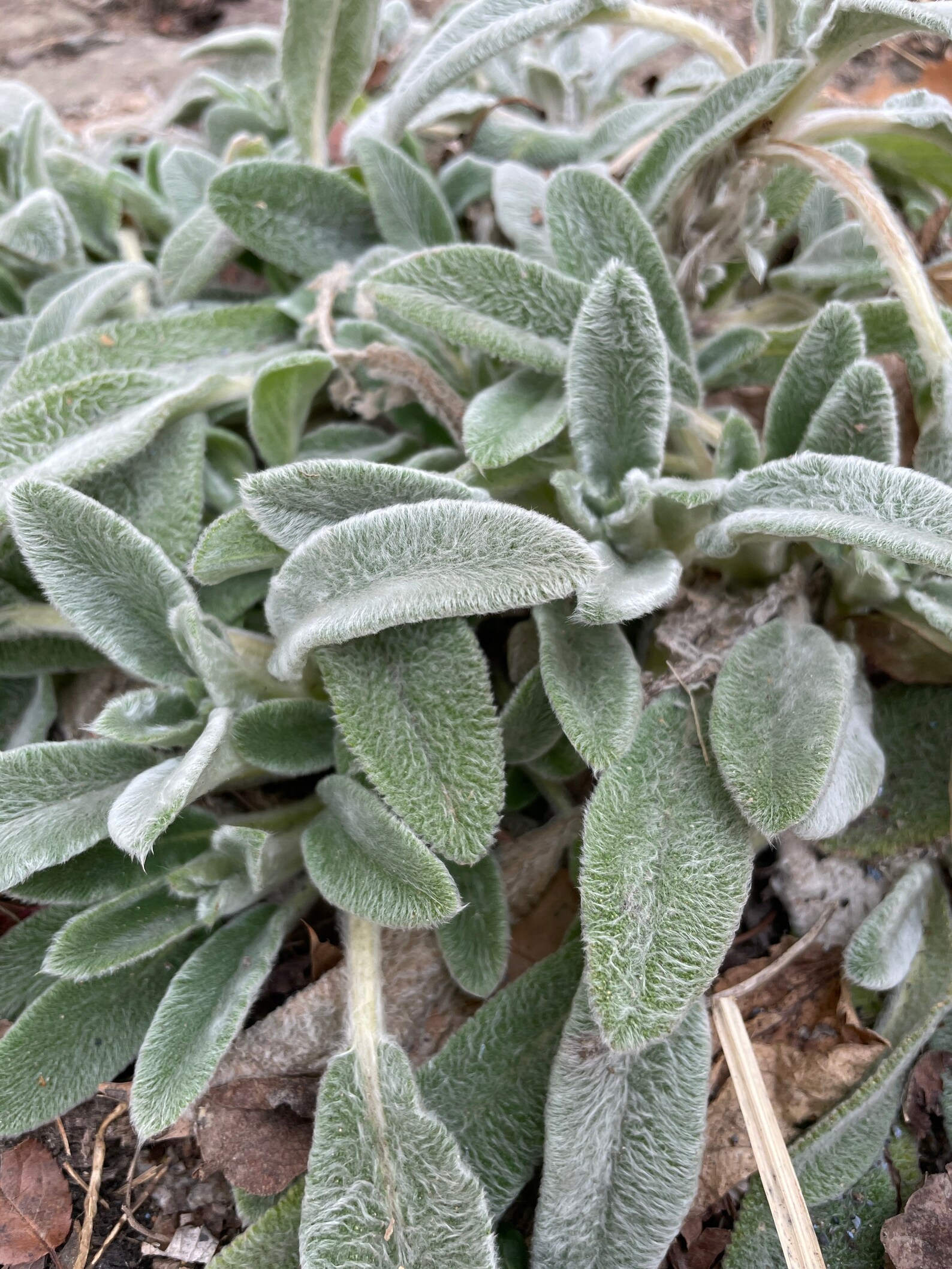 Lambs Ear Seeds Perennial Groundcover Seeds Cottage Garden Etsy