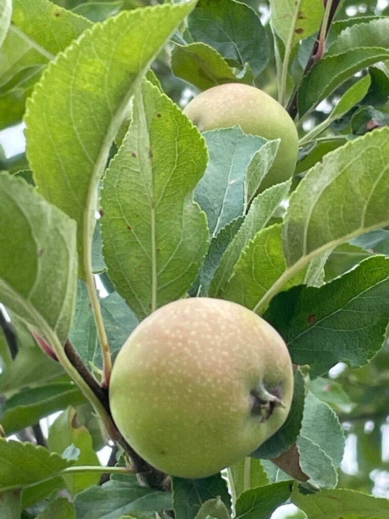 Dried Apple Leaves Homegrown Natural Herbal Incense Ritual Etsy