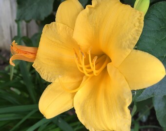 Yellow Stella D’Oro Daylily Organic Perennial Seeds, Part-Shade Yellow Perennial Flower Seeds, Cottage Garden, Yellow Flower Seeds