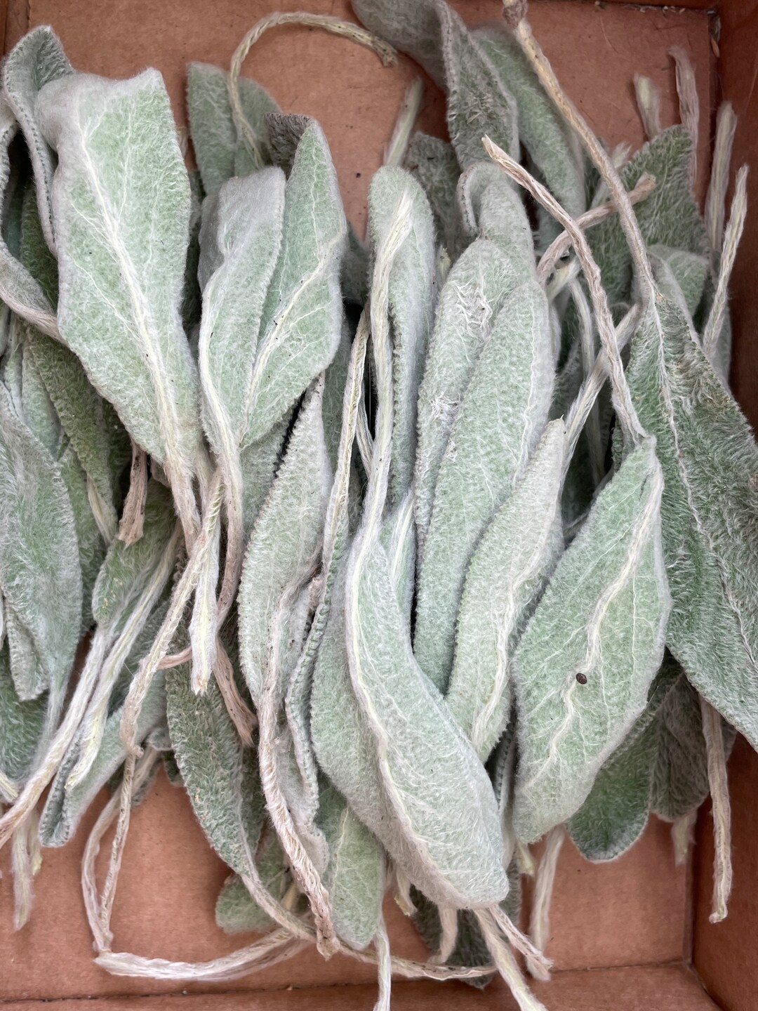 Lambs Ear Stachys Bundle, Real Lambs Ear Dried Botanical Leaves for