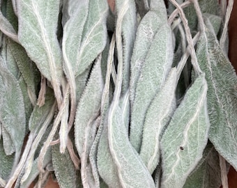 Lambs Ear Stachys Bundle, Real Lambs Ear Dried Botanical Leaves for Wreaths, Crafts, Home Decor, Organic Lambs Ear Herbal Swag Bouquet