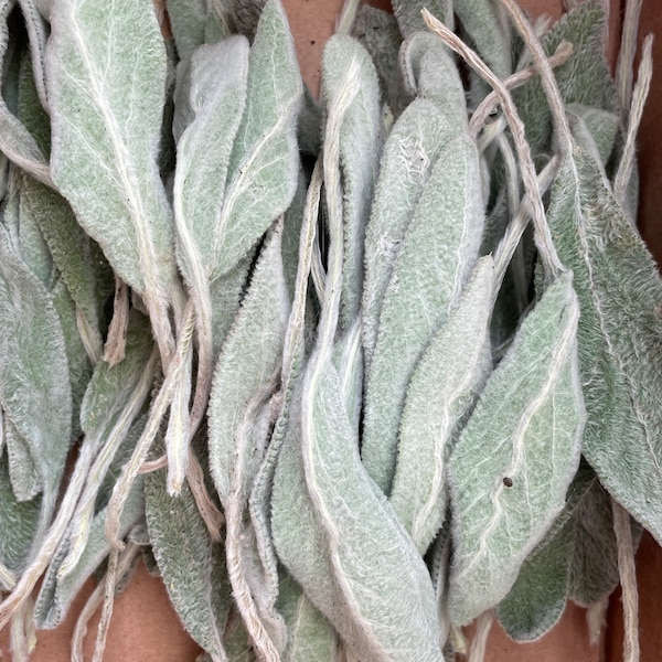 Lambs Ear Stachys Bundle, Real Lambs Ear Dried Botanical Leaves for Wreaths, Crafts, Home Decor, Organic Lambs Ear Herbal Swag Bouquet