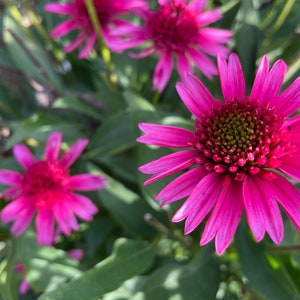 Hot Pink Coneflower Echinacea Seeds, Organic Coneflower Seeds, Pollinator Garden, Native Plants, Tea Garden, Herb Garden image 2