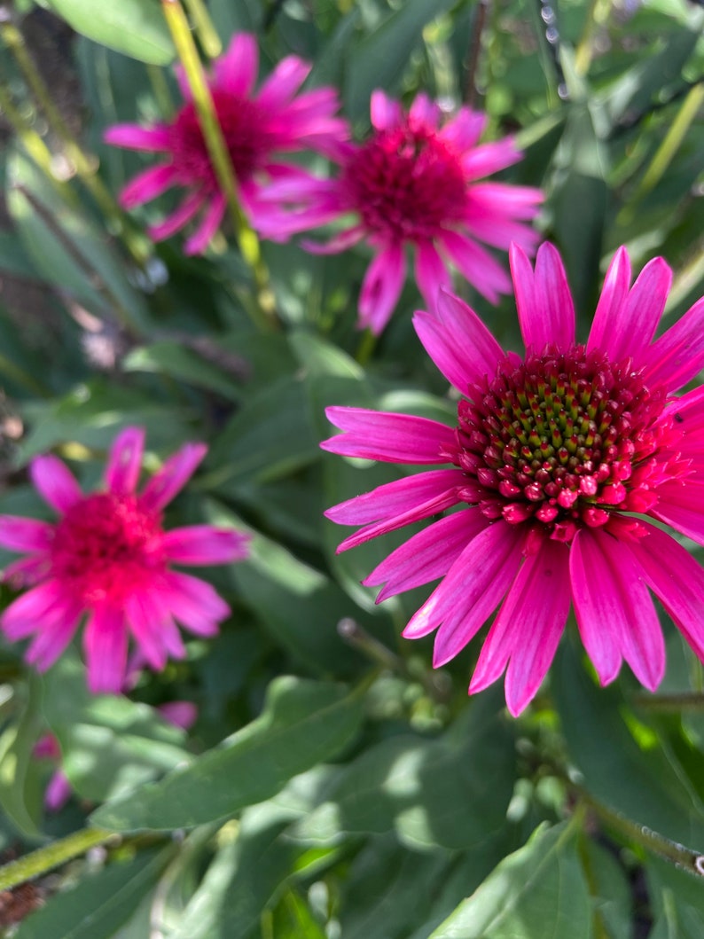 Hot Pink Coneflower Echinacea Seeds, Organic Coneflower Seeds, Pollinator Garden, Native Plants, Tea Garden, Herb Garden image 2