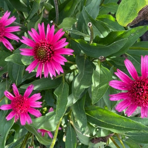 Hot Pink Coneflower Echinacea Seeds, Organic Coneflower Seeds, Pollinator Garden, Native Plants, Tea Garden, Herb Garden image 5