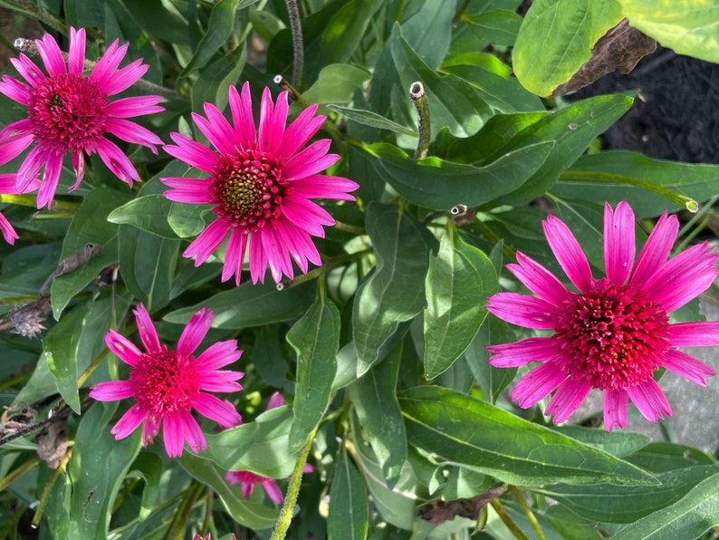 Hot Pink Coneflower Echinacea Seeds, Organic Coneflower Seeds, Pollinator Garden, Native Plants, Tea Garden, Herb Garden image 5