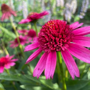 Hot Pink Coneflower Echinacea Seeds, Organic Coneflower Seeds, Pollinator Garden, Native Plants, Tea Garden, Herb Garden Hot Pink Coneflower