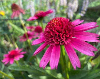 Hot Pink Coneflower Echinacea Seeds, Organic Coneflower Seeds, Pollinator Garden, Native Plants, Tea Garden, Herb Garden