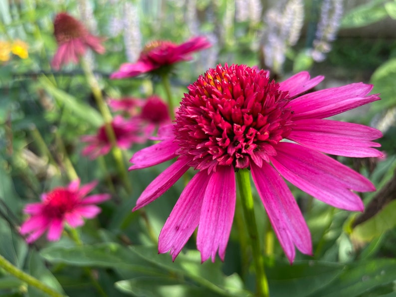 Hot Pink Coneflower Echinacea Seeds, Organic Coneflower Seeds, Pollinator Garden, Native Plants, Tea Garden, Herb Garden Hot Pink Coneflower