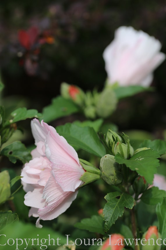 Pink Double blooming Rose of Sharon Althea Shrub Seedpods