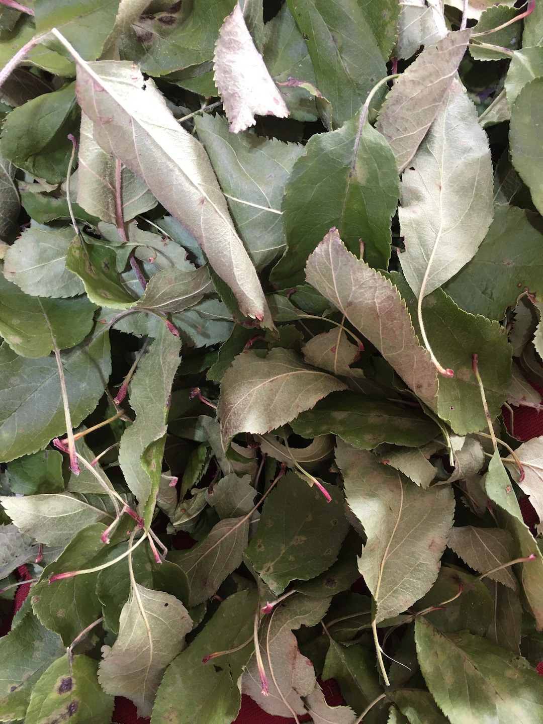 Dried Apple Leaves Homegrown, Natural Herbal Incense, Ritual Apple Leaf