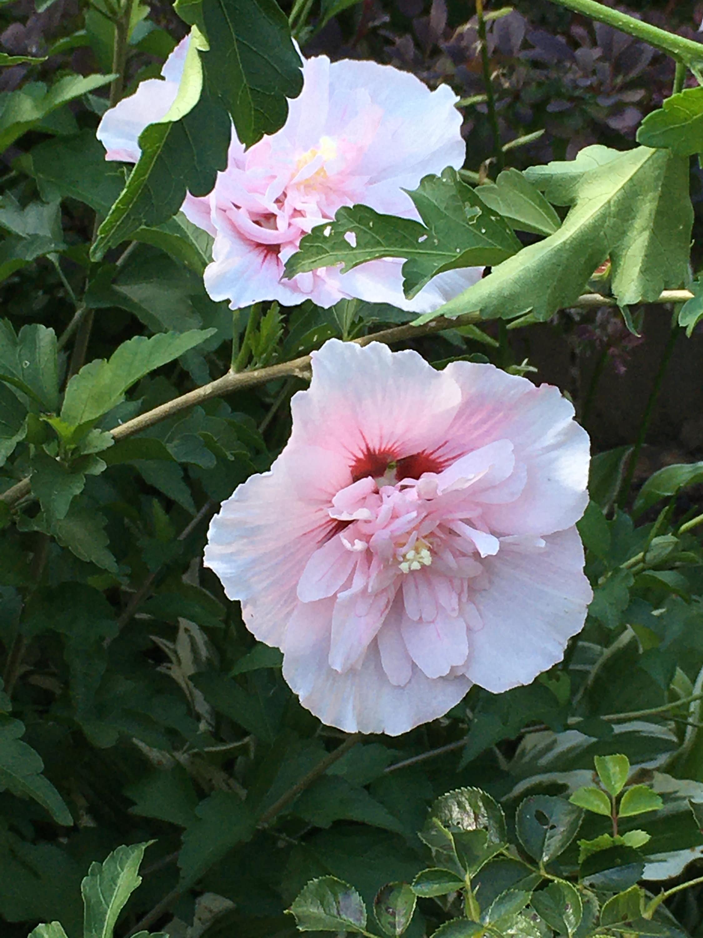 Pink DoubleBlooming Rose of Sharon Althea Shrub Perennial Etsy