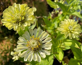 Grüner Neid Zinnie Samen, Einjährige Blumensamen, Grüne Neid Zinnie Blumen, Grüne Gartenblumen, Bauerngarten, Bestäuber Gartensamen