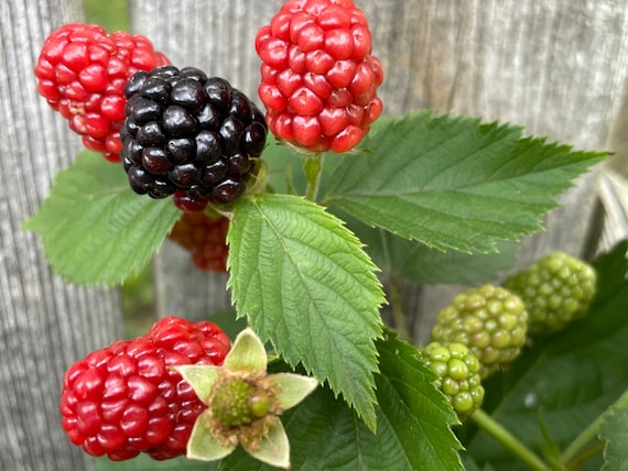 Rubus brambleberry - American Brambleberry (Organic)