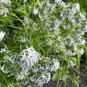 Amsonia Arkansas Bluestar Organic Perennial Flower Seeds, Cottage Garden Perennial Seedpods, Organic Spring Perennial Garden Flower Seeds