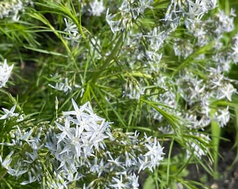 Semillas de flores perennes orgánicas Amsonia Arkansas Bluestar, cápsulas de semillas perennes para jardín rústico, semillas de flores perennes orgánicas para jardín de primavera.