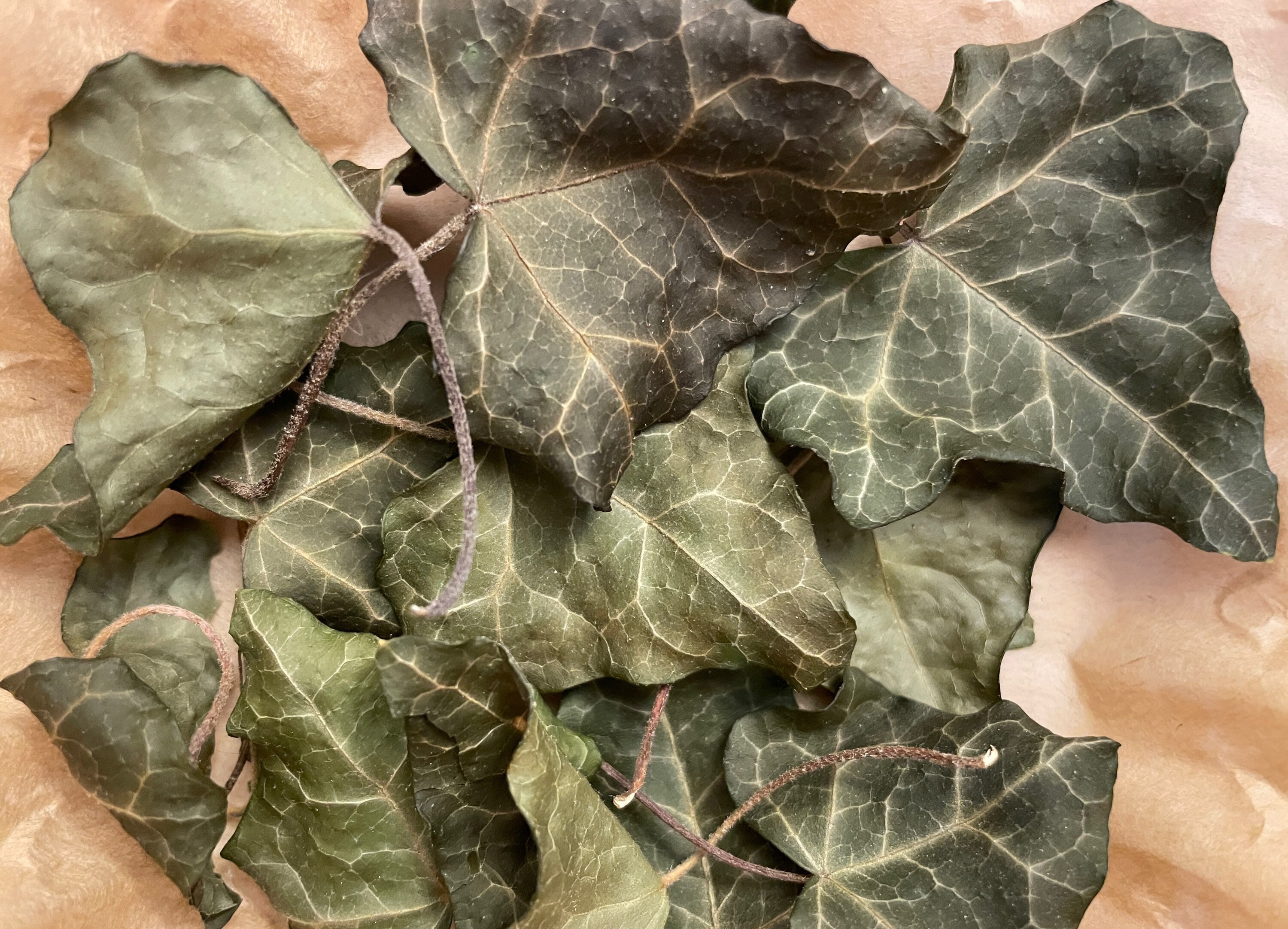 English Ivy Leaf