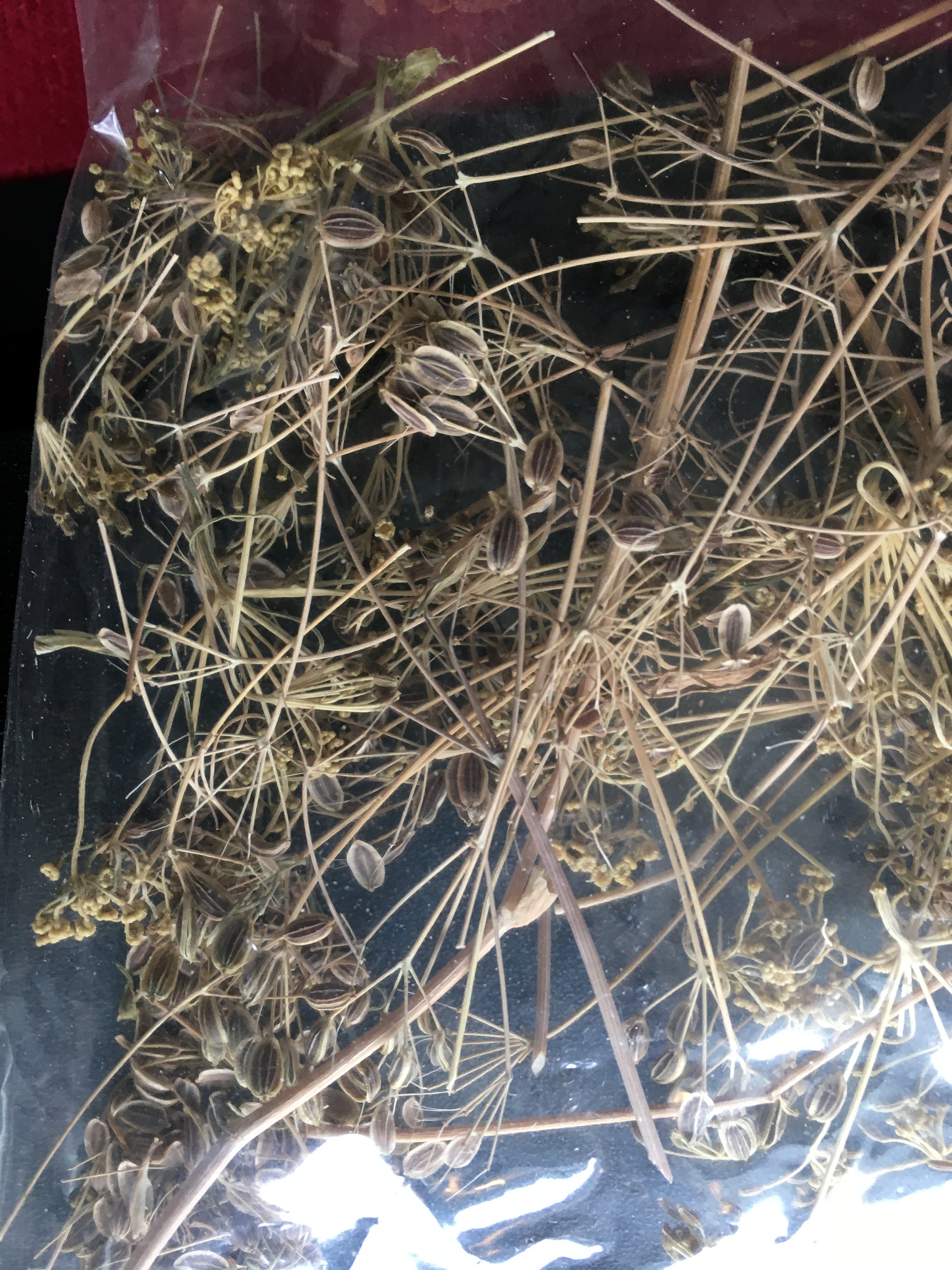 Fernleaf Dill Herb Seeds Culinary Dill Herb Seeds Perennial Etsy