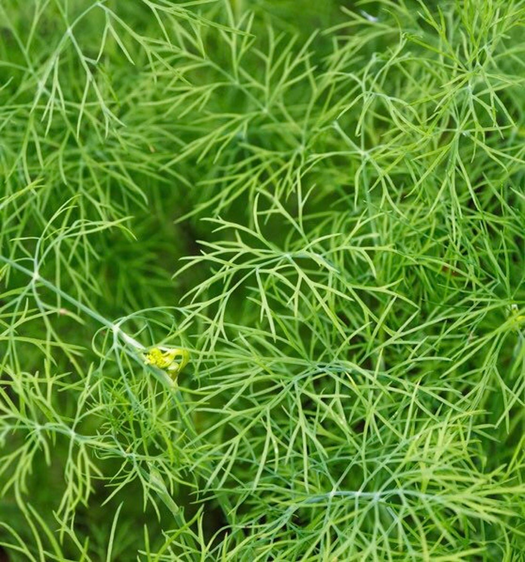 Fernleaf Dill Herb Seeds, Culinary Dill Herb Seeds, Perennial Dill Herb