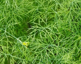 Fernleaf Dill Herb Seeds, Culinary Dill Herb Seeds, Perennial Dill Herb Seeds, Kitchen Garden Seeds, Herb Garden Seeds, Tea Garden Seeds