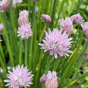 Purple Chive Herb Seeds, Organic Purple Allium Seed, Green Chives, Kitchen Garden, Herb Garden, Tea Garden, Cottage Garden, Vegetable Garden