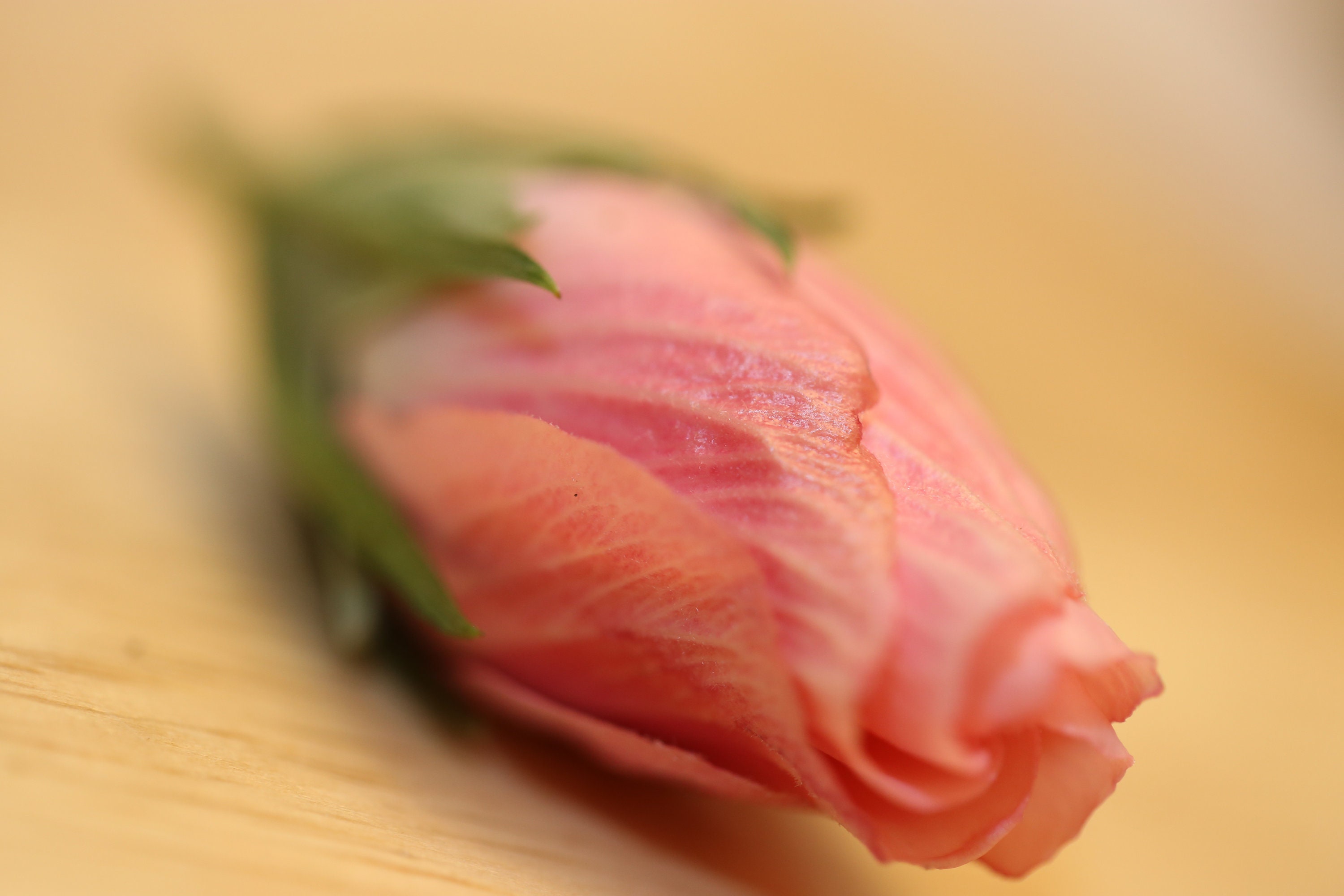 cabbage succulent Succulent Rose Cabbage – Gourmet Works main image 1