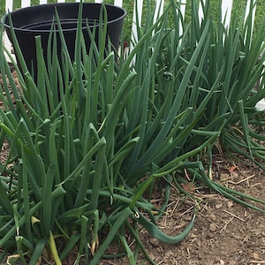 Giant Green Onion Seedheads, Allium Fistulosum Seeds, Spring Onions, Welsh Onions, Veggie Garden Seeds, Vegetable Garden, Onion Lovers