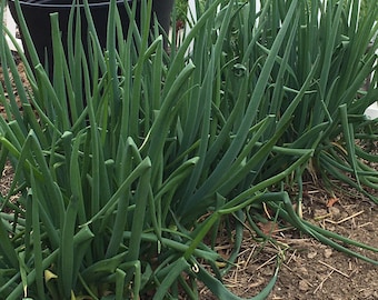 Giant Green Onion Seedheads, Allium Fistulosum Seeds, Spring Onions, Welsh Onions, Veggie Garden Seeds, Vegetable Garden, Onion Lovers