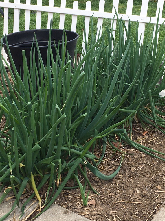 Giant Green Onion Seedheads, Allium Fistulosum Seeds, Spring Onions, Welsh  Onions, Veggie Garden Seeds, Vegetable Garden, Onion Lovers - Etsy