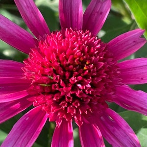 Hot Pink Coneflower Echinacea Seeds, Organic Coneflower Seeds, Pollinator Garden, Native Plants, Tea Garden, Herb Garden image 4