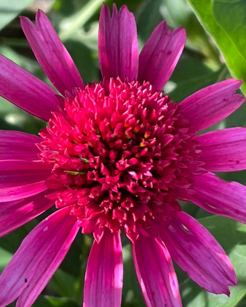 Hot Pink Coneflower Echinacea Seeds, Organic Coneflower Seeds, Pollinator Garden, Native Plants, Tea Garden, Herb Garden image 4
