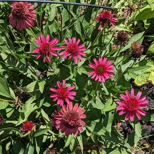 Hot Pink Coneflower Echinacea Seeds, Organic Coneflower Seeds, Pollinator Garden, Native Plants, Tea Garden, Herb Garden image 6