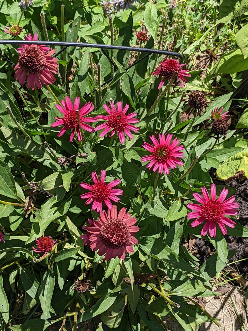 Hot Pink Coneflower Echinacea Seeds, Organic Coneflower Seeds, Pollinator Garden, Native Plants, Tea Garden, Herb Garden image 6