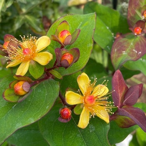 May include: Close-up of a flowering plant with vibrant yellow blossoms and red-orange buds. The flowers have delicate, thread-like stamens. The leaves are a deep green with reddish-brown edges, creating a striking contrast.