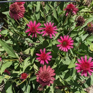 Hot Pink Coneflower Echinacea Seeds, Organic Coneflower Seeds, Pollinator Garden, Native Plants, Tea Garden, Herb Garden image 3