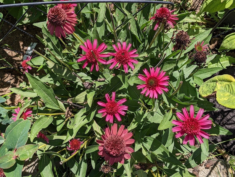 Hot Pink Coneflower Echinacea Seeds, Organic Coneflower Seeds, Pollinator Garden, Native Plants, Tea Garden, Herb Garden image 3