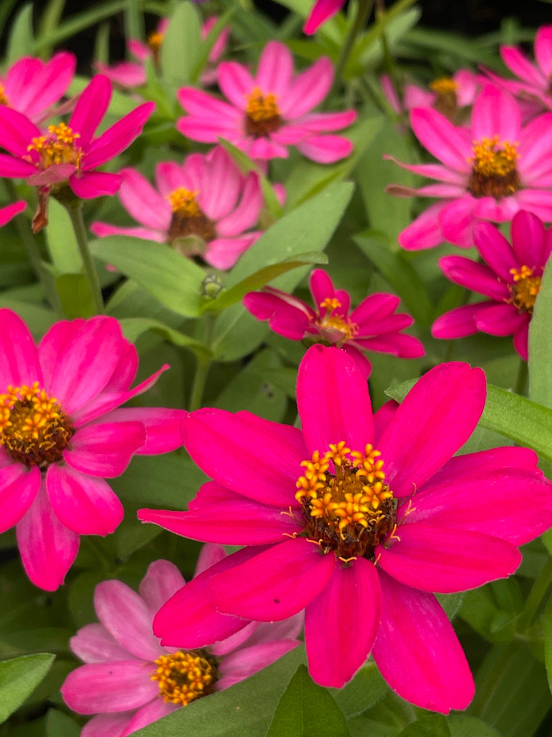 Hot Pink Zinnia Seeds Pink Annuals Seeds Single Blooming Etsy