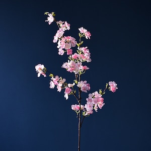 May include: A single branch of pink cherry blossoms against a dark blue background.