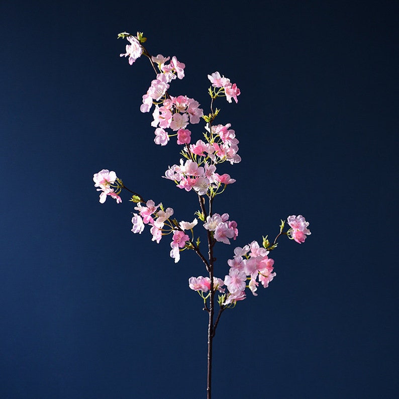 May include: A single branch of pink cherry blossoms against a dark blue background.