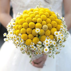 May include: A bridal bouquet made of yellow billy balls and white daisies.