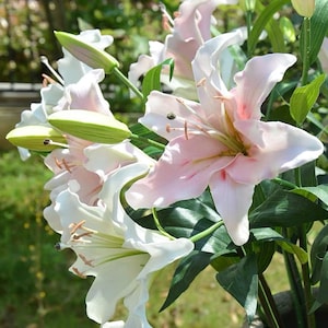 Real Touch Lily Artificial Faux Flower, Home Decor Flower in 5 Colors