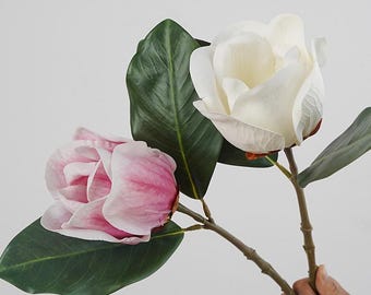 Könnte beinhalten: Ein botanischer Zweig mit zwei Magnolienblüten, eine in Weiß und eine in einem zarten Roséverlauf, befestigt an einem braunen Stiel mit mehreren großen, dunkelgrünen, ovalen Blättern mit sichtbaren Blattadern und matter Textur.