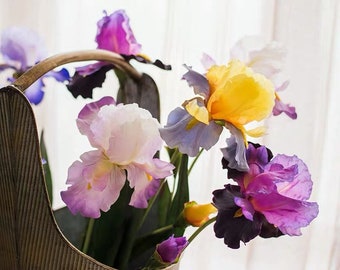 Può includere: Un mazzo di fiori di iris viola, gialli e bianchi in un vaso di metallo. I fiori sono disposti in un vaso con una superficie testurizzata.