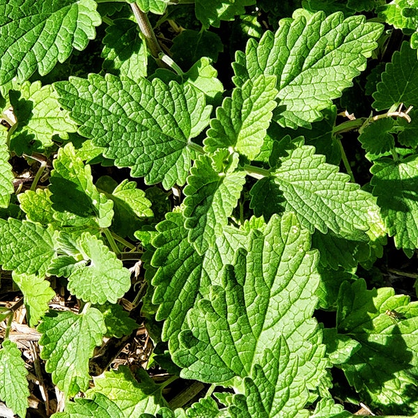 Catnip Correspondence Page For Your Book of Shadows Or Grimoire | Digital Download | Herb Correspondence | Magical Herbs | Printable