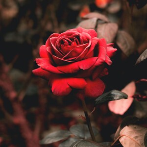 correspondance rose pour votre livre des ombres ou grimoire | Téléchargement numérique | Correspondance aux herbes | Herbes magiques | Imprimable